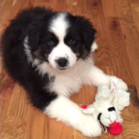 Meet your Posher, Susie - Picture 3 of 9